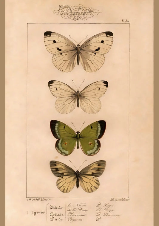 Cabinet Of Wings | Pink Lemonade 37