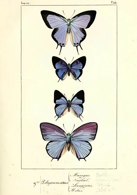 Detailed vintage taxonomic illustration of pale pink botanical specimens with accompanying specimen numbering and text labels