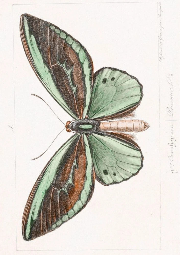 Verdant Wing | Pink Lemonade 11