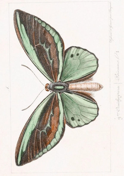 Verdant Wing | Pink Lemonade 11