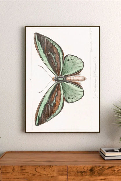 Verdant Wing | Pink Lemonade 11