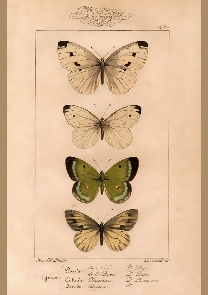 Cabinet Of Wings | Pink Lemonade 37