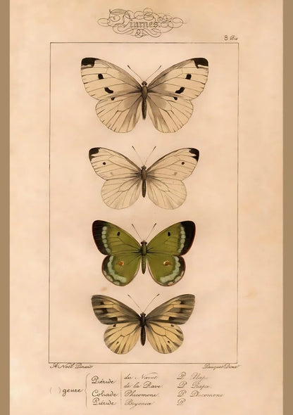 Cabinet Of Wings | Pink Lemonade 37