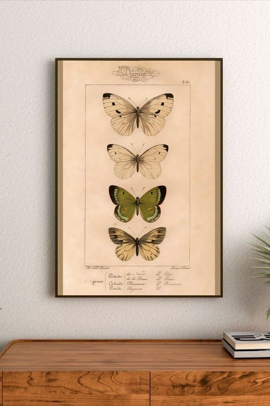 Cabinet Of Wings | Pink Lemonade 37