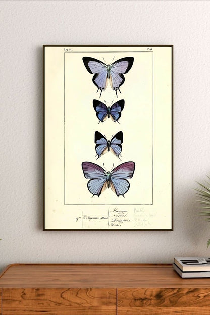 Retro botanical style specimen sheet diagram in pinks and blacks, featuring "Specimen No. 144" and scientific labels for Pink Lemonade 31