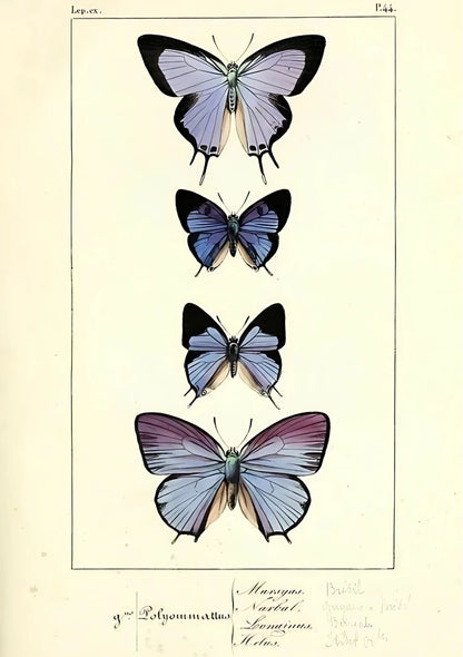 Detailed vintage taxonomic illustration of pale pink botanical specimens with accompanying specimen numbering and text labels